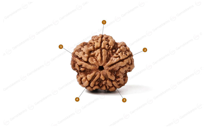5 Mukhi Rudraksha: Discover the Divine Power