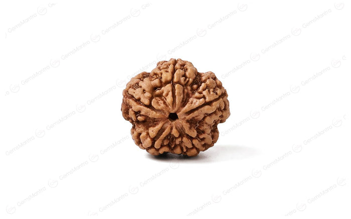 5 Mukhi Rudraksha: Discover the Divine Power