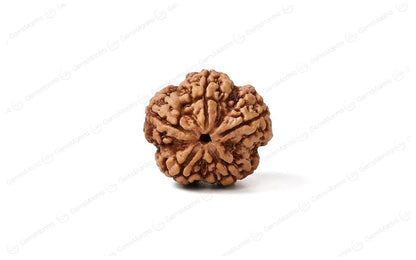 5 Mukhi Rudraksha: Discover the Divine Power