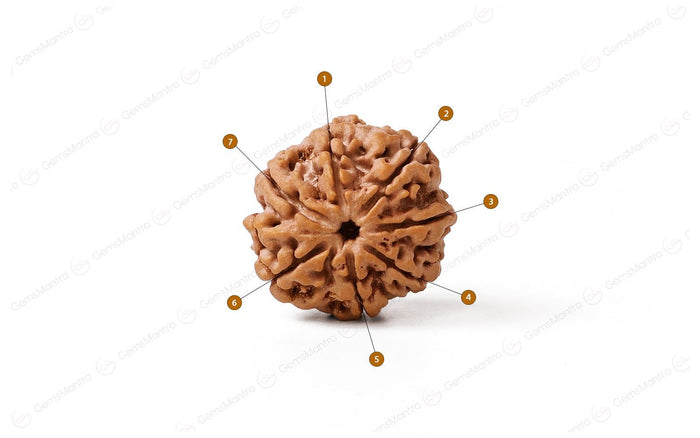 7 Mukhi Rudraksha Abhimantrit: The Bead of Prosperity and Balance