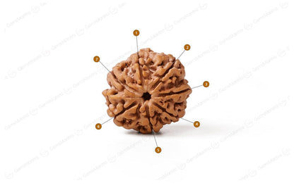 7 Mukhi Rudraksha Abhimantrit: The Bead of Prosperity and Balance