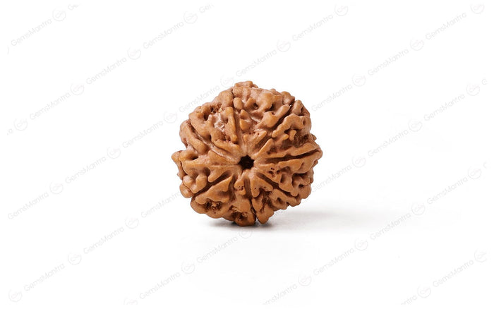 7 Mukhi Rudraksha Abhimantrit: The Bead of Prosperity and Balance