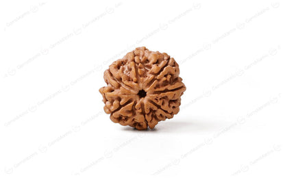 7 Mukhi Rudraksha Abhimantrit: The Bead of Prosperity and Balance